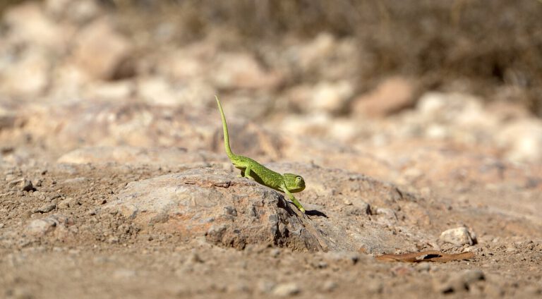 Le caméléon : maître du camouflage et de la chasse