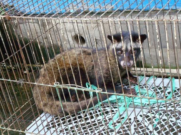 CITES : le traité international qui protège la faune